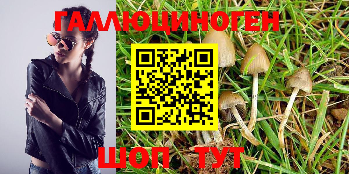 Галлюциногенные грибы Psilocybine cubensis Саратов